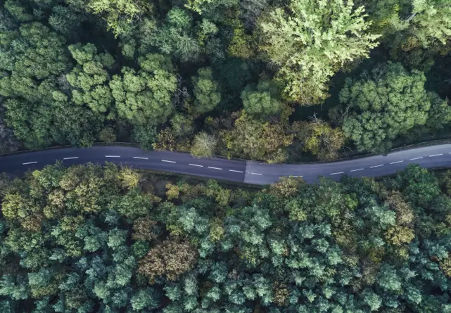 tree lined road